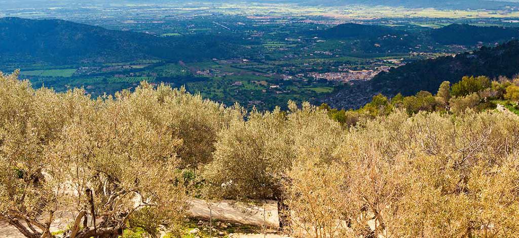 Hotels in Alaro